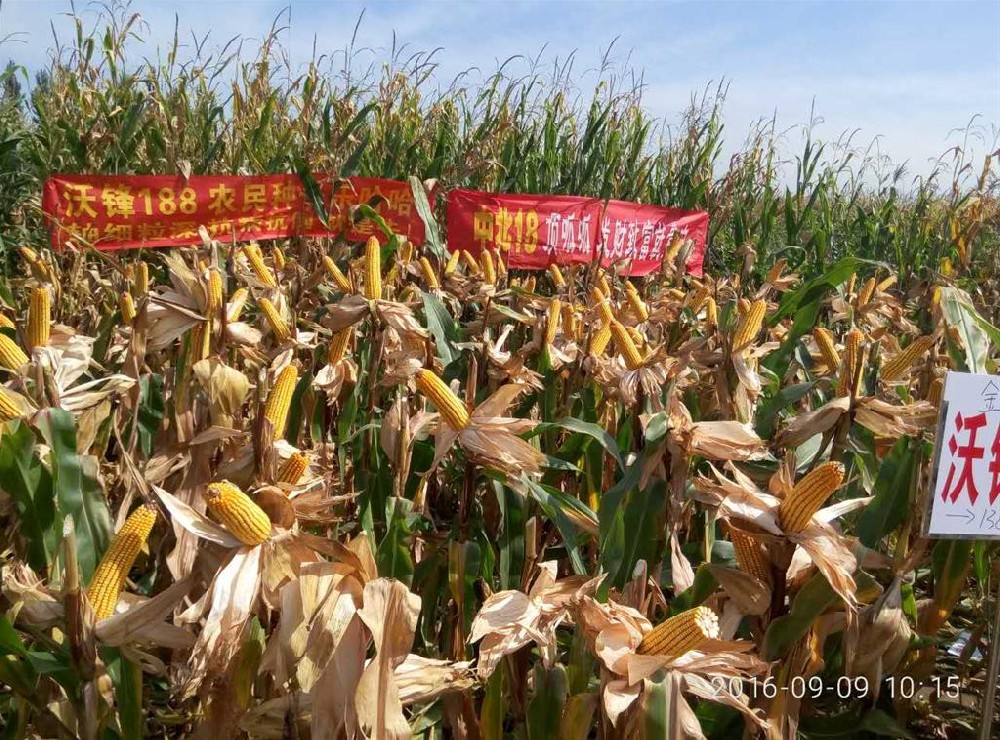 2011年屯留縣寶豐種業(yè)觀摩會(huì)